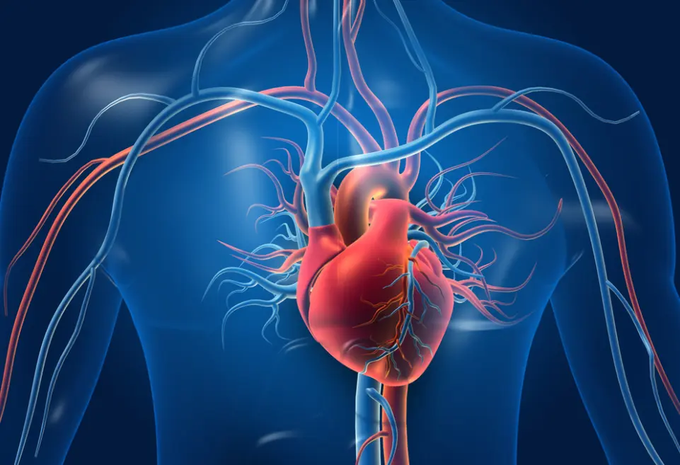 Demystifying the Anatomy of the Cardiovascular System