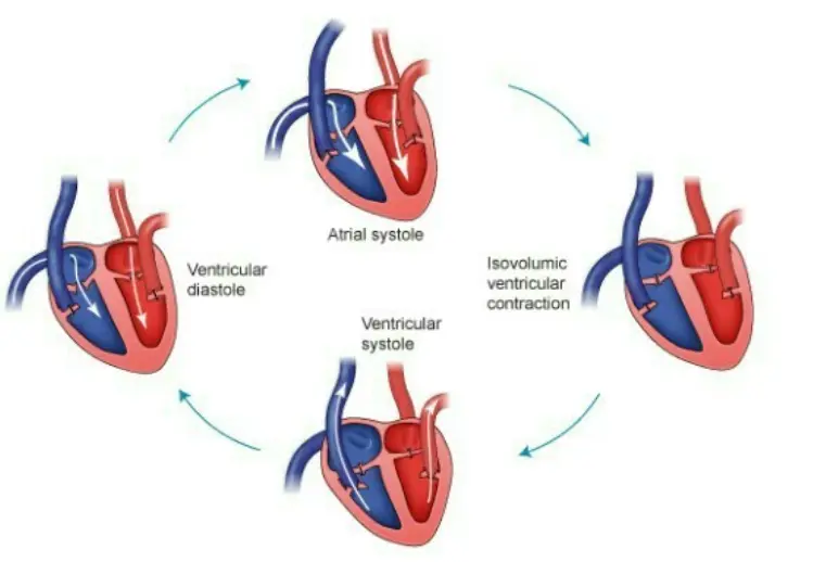 The Cardiac Cycle and Heart Health