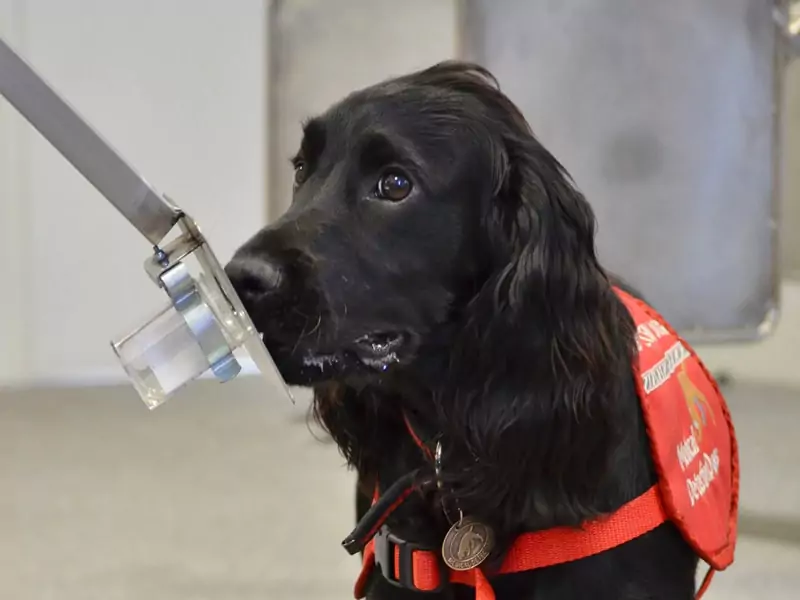 A Ruff Time, Sniffing Out Asthma in Dogs